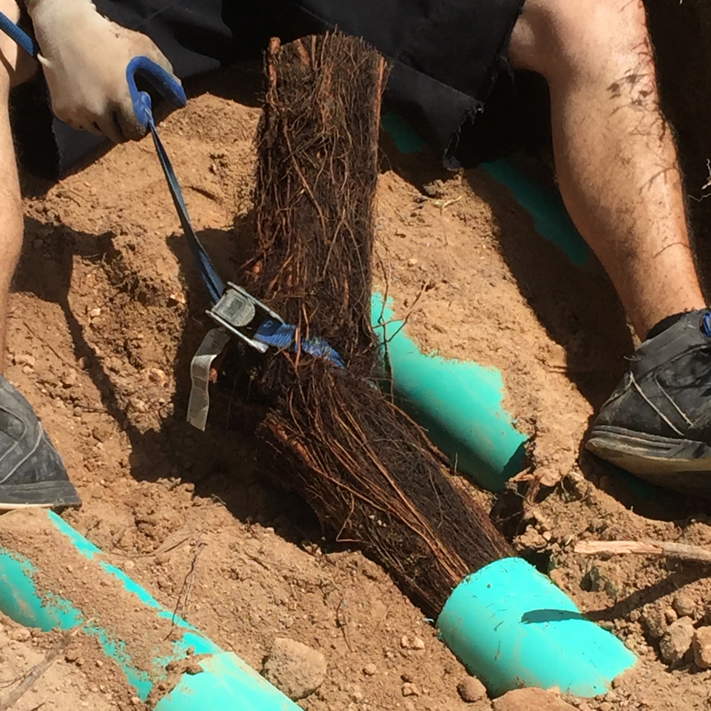 septic system repair drain field lines root damage